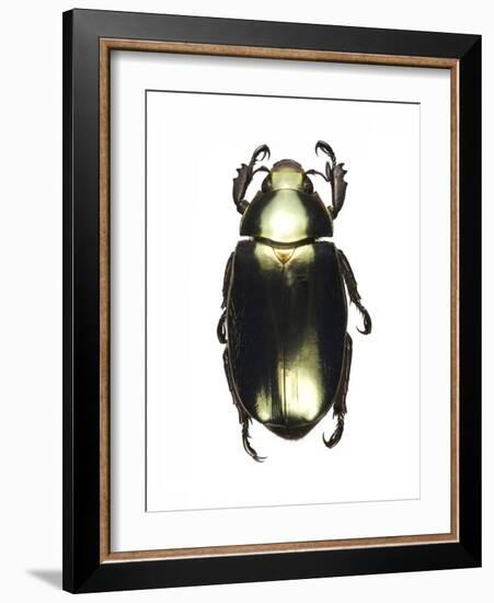 Chrysina Scarab Beetle-Lawrence Lawry-Framed Photographic Print