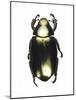 Chrysina Scarab Beetle-Lawrence Lawry-Mounted Photographic Print