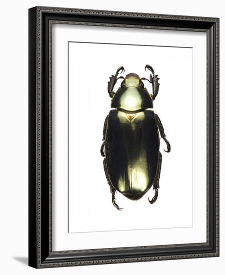 Chrysina Scarab Beetle-Lawrence Lawry-Framed Photographic Print