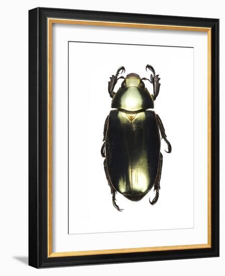 Chrysina Scarab Beetle-Lawrence Lawry-Framed Photographic Print