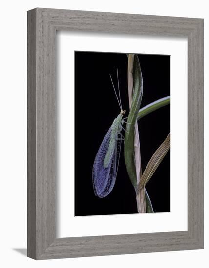 Chrysopa Carnea (Green Lacewing)-Paul Starosta-Framed Photographic Print