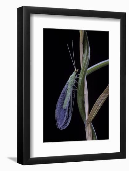 Chrysopa Carnea (Green Lacewing)-Paul Starosta-Framed Photographic Print