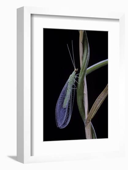 Chrysopa Carnea (Green Lacewing)-Paul Starosta-Framed Photographic Print