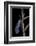 Chrysopa Carnea (Green Lacewing)-Paul Starosta-Framed Photographic Print