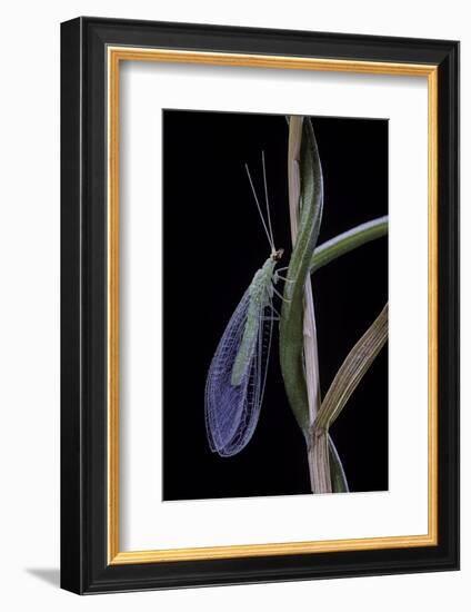 Chrysopa Carnea (Green Lacewing)-Paul Starosta-Framed Photographic Print