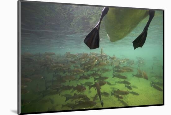 Chub Fish (Leuciscus Cephalus) and Mute Swan (Cygnus Color) Swimming Over, Rhine River, Switzerland-Michel Roggo-Mounted Photographic Print