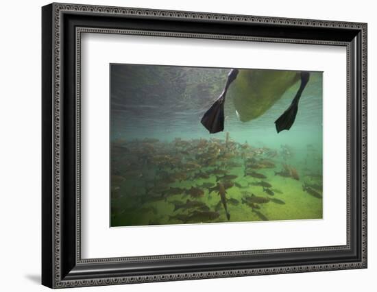 Chub Fish (Leuciscus Cephalus) and Mute Swan (Cygnus Color) Swimming Over, Rhine River, Switzerland-Michel Roggo-Framed Photographic Print