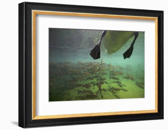 Chub Fish (Leuciscus Cephalus) and Mute Swan (Cygnus Color) Swimming Over, Rhine River, Switzerland-Michel Roggo-Framed Photographic Print