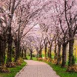Cherry Blossom Trail-Chuck Burdick-Photographic Print