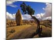Premium Photographic Print