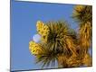 Premium Photographic Print