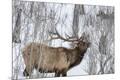 Premium Photographic Print