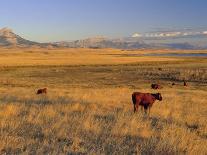 Cattle Graze Along the Rocky Mountain Front near Choteau, Montana, USA-Chuck Haney-Photographic Print