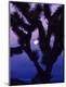 Premium Photographic Print