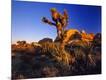 Photographic Print