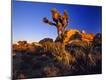 Premium Photographic Print