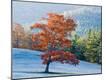Premium Photographic Print