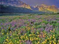Meadow of Wildflowers in the Many Glacier Valley of Glacier National Park, Montana, USA-Chuck Haney-Photographic Print