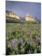 Photographic Print
