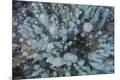 Premium Photographic Print