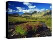 Stretched Canvas Print