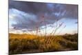 Photographic Print