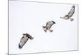 Premium Photographic Print