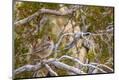 Premium Photographic Print