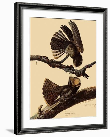 Chuck-Will's Widow-John James Audubon-Framed Giclee Print