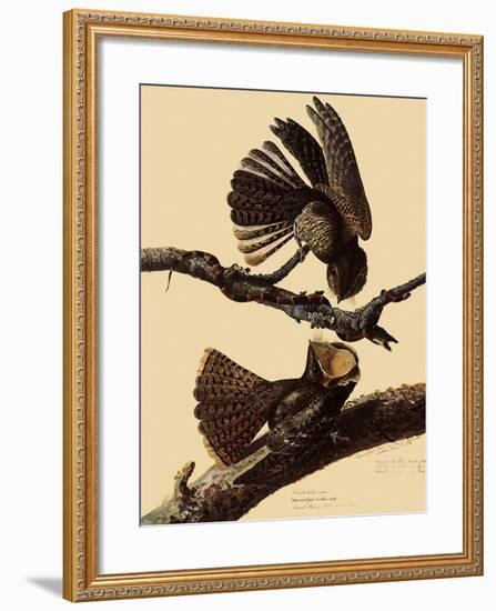 Chuck-Will's Widow-John James Audubon-Framed Giclee Print