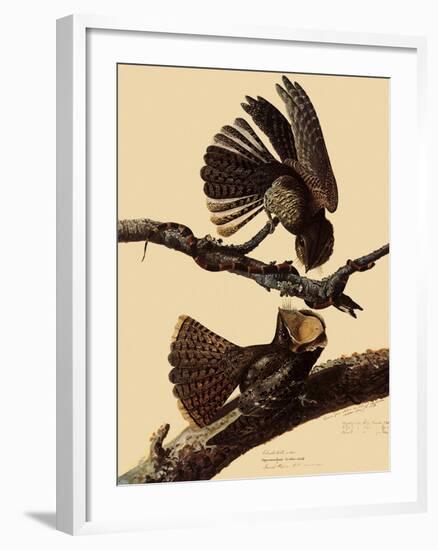 Chuck-Will's Widow-John James Audubon-Framed Giclee Print