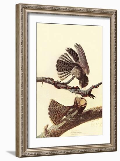 Chuck-Wills Willow-John James Audubon-Framed Art Print
