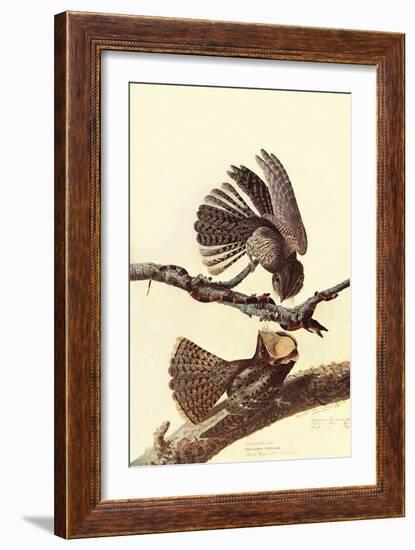 Chuck-Wills Willow-John James Audubon-Framed Art Print