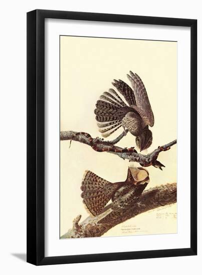 Chuck-Wills Willow-John James Audubon-Framed Art Print