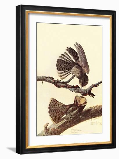 Chuck-Wills Willow-John James Audubon-Framed Art Print