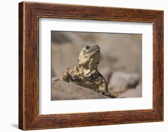 Chuckwalla-DLILLC-Framed Photographic Print