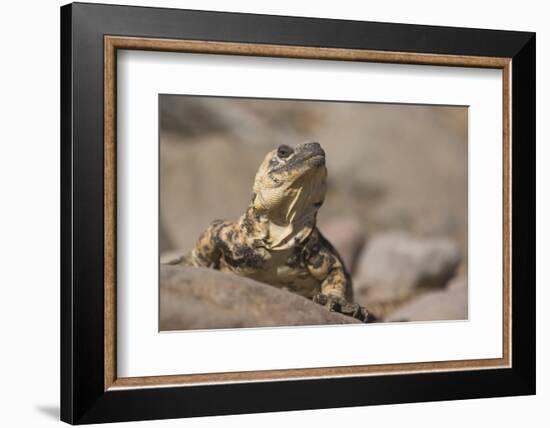 Chuckwalla-DLILLC-Framed Photographic Print