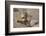 Chuckwalla-DLILLC-Framed Photographic Print