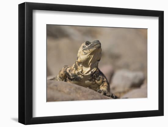 Chuckwalla-DLILLC-Framed Photographic Print