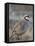 Chukar (Alectoris Chukar)-James Hager-Framed Premier Image Canvas