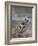 Chukar (Alectoris Chukar)-James Hager-Framed Photographic Print