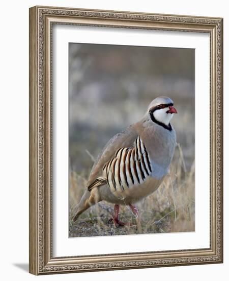 Chukar (Alectoris Chukar)-James Hager-Framed Photographic Print