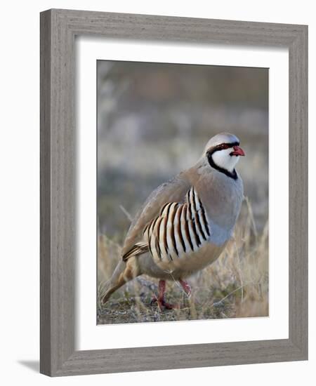 Chukar (Alectoris Chukar)-James Hager-Framed Photographic Print