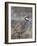 Chukar (Alectoris Chukar)-James Hager-Framed Photographic Print