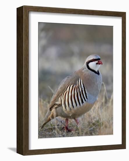 Chukar (Alectoris Chukar)-James Hager-Framed Photographic Print