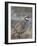 Chukar (Alectoris Chukar)-James Hager-Framed Photographic Print