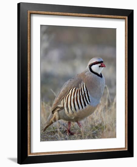 Chukar (Alectoris Chukar)-James Hager-Framed Photographic Print