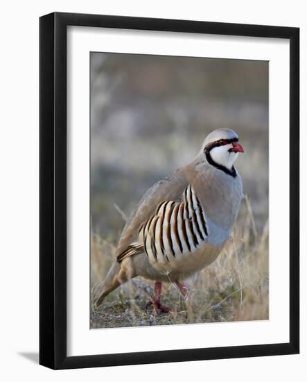 Chukar (Alectoris Chukar)-James Hager-Framed Photographic Print