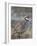 Chukar (Alectoris Chukar)-James Hager-Framed Photographic Print