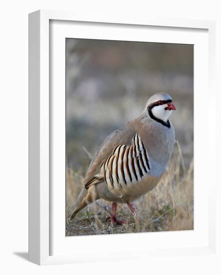 Chukar (Alectoris Chukar)-James Hager-Framed Photographic Print